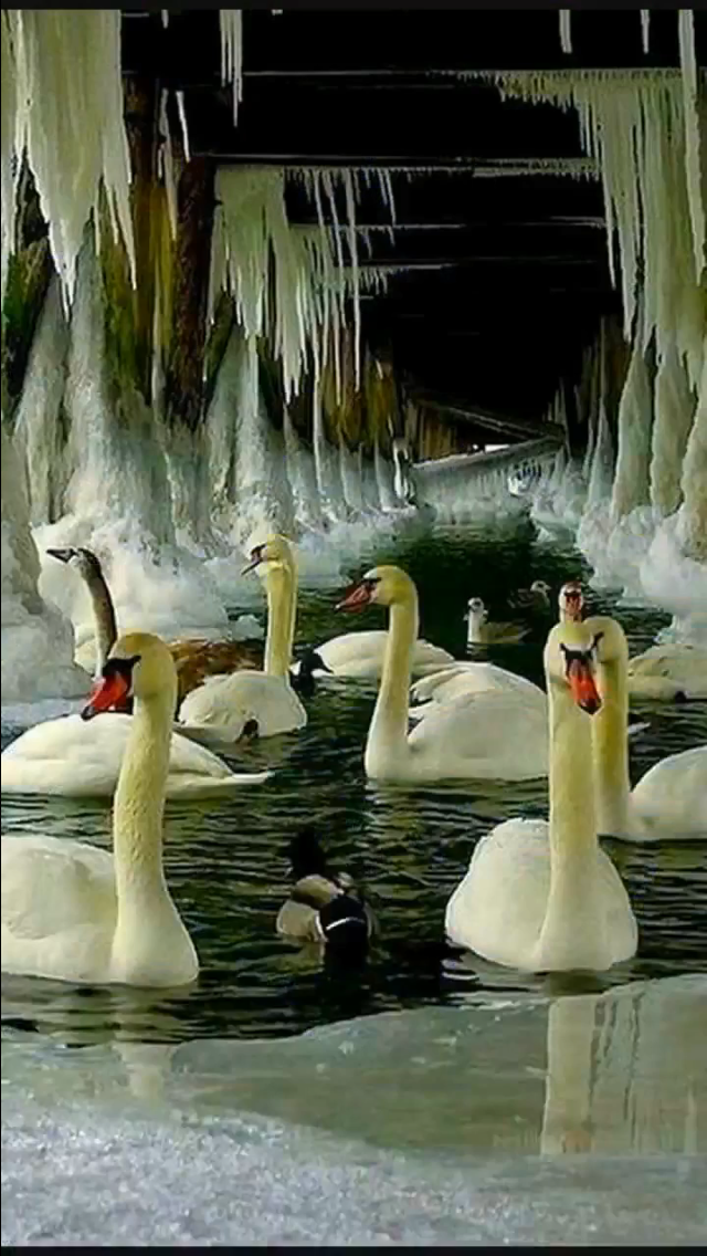 عائشة عابيد