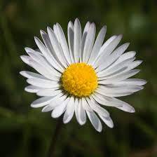Mery BOUIZ